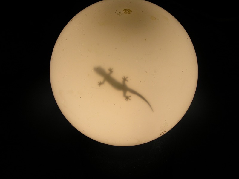 Ein Gecko in der Glaskugel der Lampe