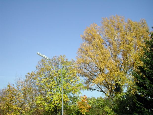 Blauer Himmel und gelbe Bäume