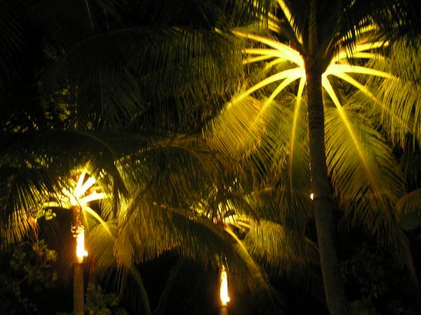 Beleuchtete Palmen in der Nacht